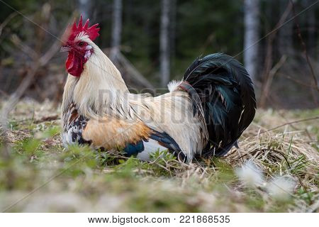 a big rooster with a big cockscomb lying in the gras outside