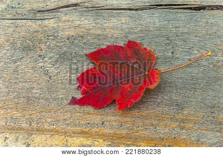 Autumn maole red leaf on park wooden table