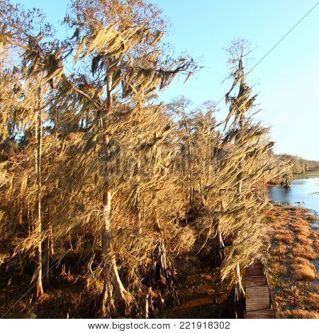 Spanish Moss sway in the wind in Florida