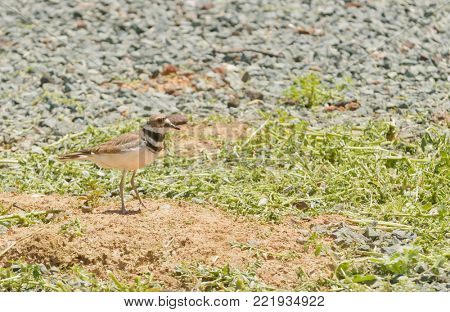 Closeup of a KIlldeer, (charadrius vociferus) a medium sized plover