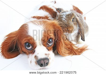 Animal friends. True pet friends. Dog rabbit bunny lop animals together on isolated white studio background. Pets love each other. Funny pets.