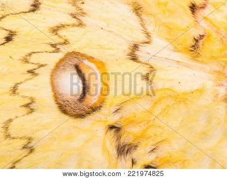 Detailed macro photo of a wing of Loepa megacore moth