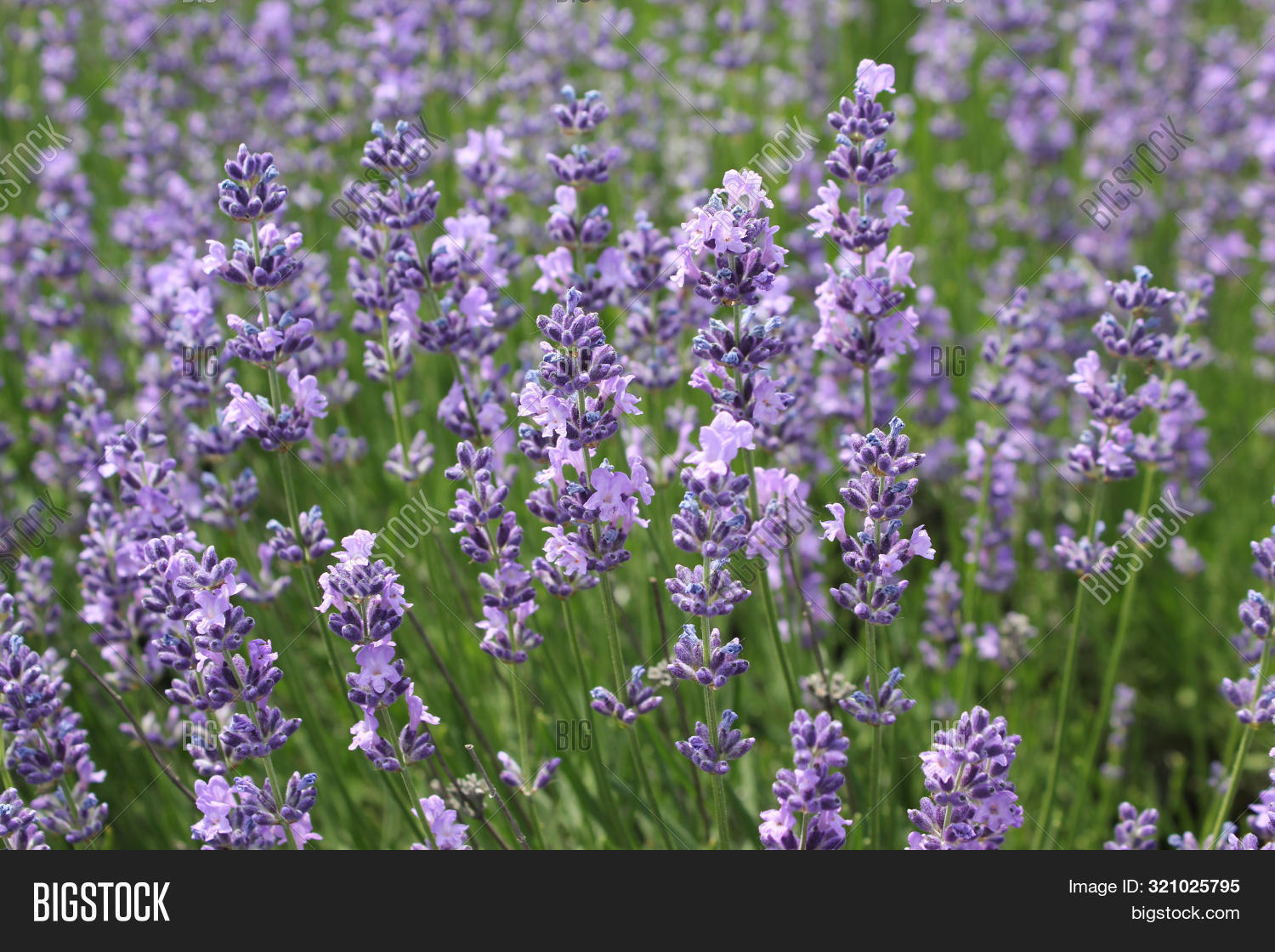 Imagen y foto Lavender Stalk (prueba gratis) Bigstock