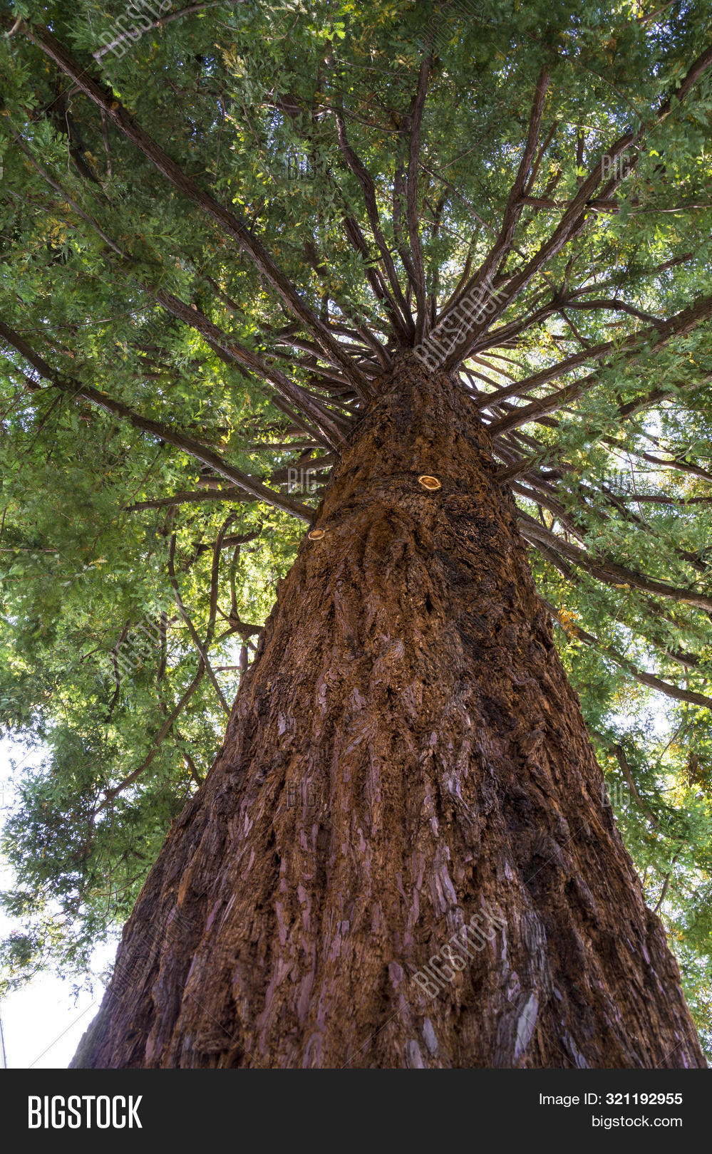 Coast Redwood (coastal Image & Photo (Free Trial) Bigstock