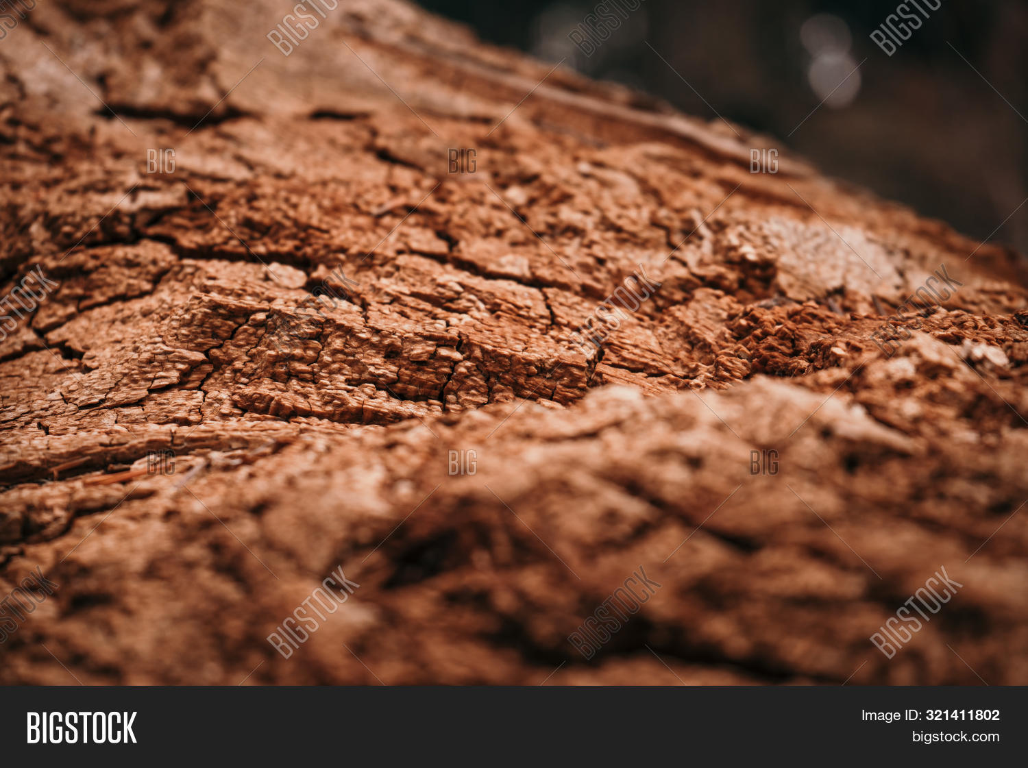 Old Dry Rotten Tree Image & Photo (Free Trial) | Bigstock