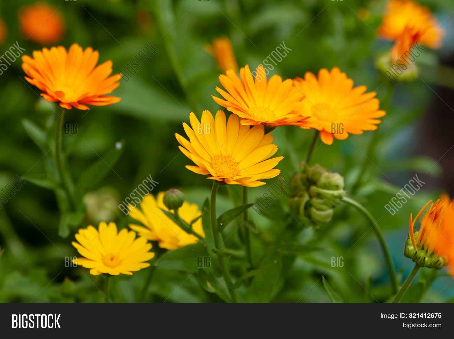 Calendula Joyful Image & Photo (Free Trial) Bigstock