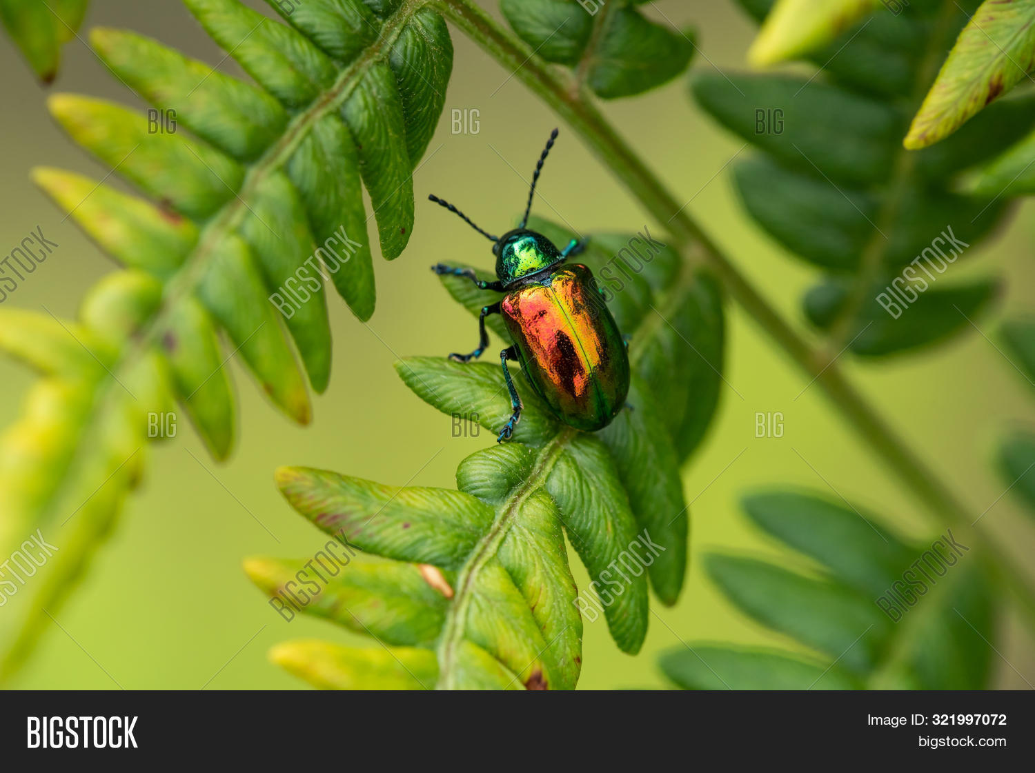 Dogbane Beetle On Fern Image & Photo (Free Trial) Bigstock
