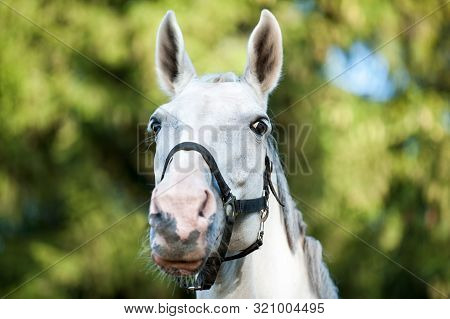 Portrait Of Graceful Thoroughbred Gray Horse On Sunny Green Leaves Background. Multicolored Horizont