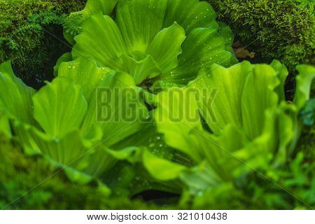 Water Lettuce, Pistia Stratiotes Linnaeus Areceae. Floating Water Plant Close Up Shot