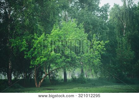 Atmospheric Foggy Landscape With Beautiful Lush Green Foliage. Mist Among Trees In Woodland In Early