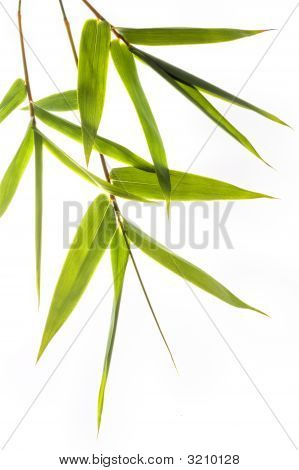 Feuilles de bambou