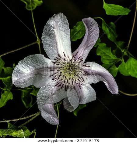 Nelly Moser Clematis Known As Travellers Joy, Virgins Bower, Old Mans Beard, Leather Flower Or Vase 