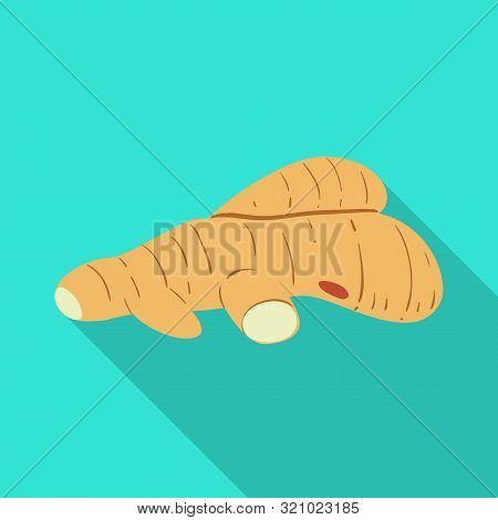 Isolated Object Of Root And Ginger Sign. Set Of Root And China Stock Vector Illustration.
