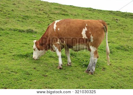 Cow In The Chiemgau Alps While Browsing On A Meadow