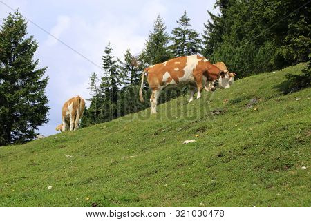 Cow In The Chiemgau Alps While Browsing On A Meadow
