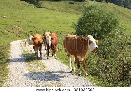 Cow In The Chiemgau Alps On A Hiking Trail