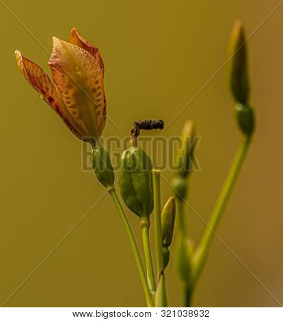 Iris Domestica Orange Bloom With Yellow Background In Summer Day