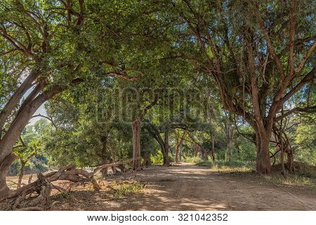 The Shady Landscape On Road S63 Next To The Levuvhu River