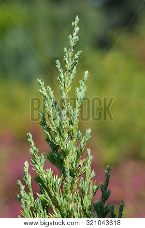 Juniper Stricta - Latin Name - Juniperus Communis Stricta