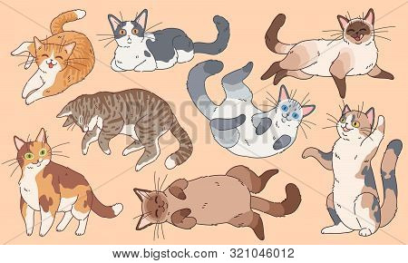 Cute Cats. Funny Kittens Different Breeds, Pets Sleeping And Playing Cartoon Vector Happy Kitty Face