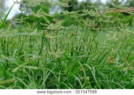 Green Grass With Water Drops. Close Up Of Fresh Grass With Water Drops.