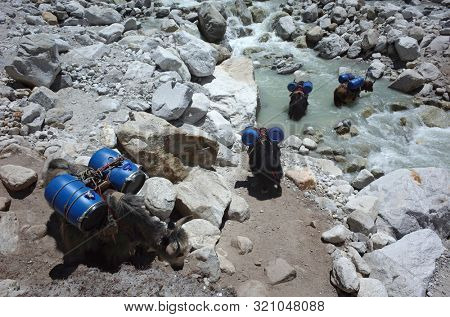 Yaks caravan loaded with big blue barrels is crossing river. Everest trek, trail near Dughla (4620 m), Sagarmatha national park, Nepal