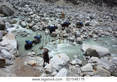 Yaks caravan loaded with big blue barrels is crossing river, Woman yak herder is guiding them by throwing stone. Everest trek, trail near Dughla (4620 m), Sagarmatha national park, Nepal