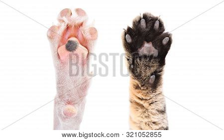 Two Paws Of Dog And Cat Together Isolated On White Background