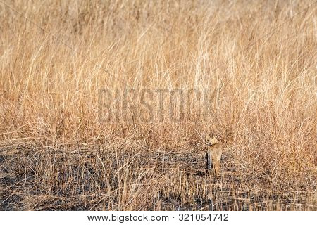 Jungle Cat Or Felis Chaus Or Reed Cat In Dry Deciduous Forest At Ranthambore Tiger Reserve, Raj`asth