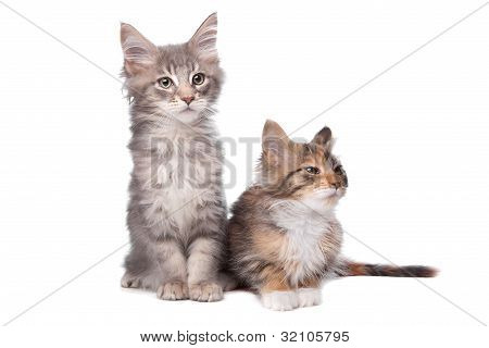 Maine Coon koťátka