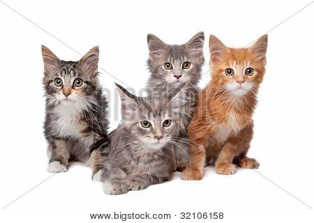 Maine Coon koťátka