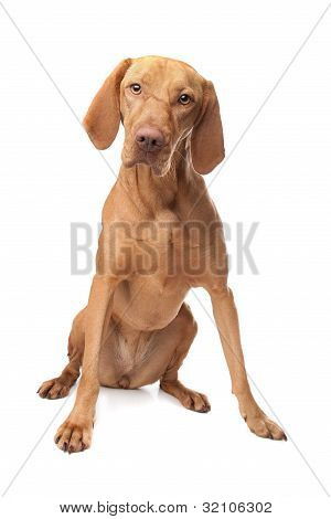 Венгерский Vizsla