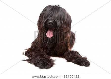 Briard, Berger De Brie, Berger Briard