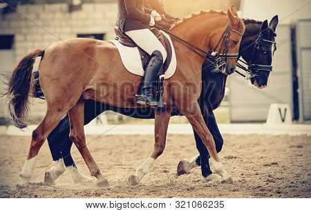 Equestrian Sport.two Sports Horses In The Double Bridle.the Leg Of The Rider In The Stirrup, Riding 