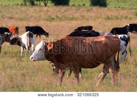 Mad Cow Disease. Bovine Spongiform Encephalopathy Bse