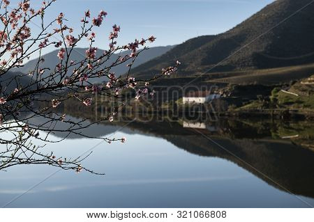 Scenic View Of The Douro River With Terraced Vineyards Near The Village Of Foz Coa, In Portugal; Con