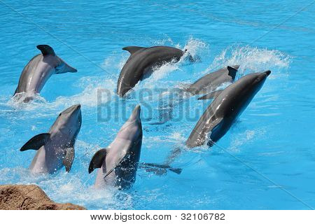 กลุ่มของปลาโลมา bottlenose (Tursiops truncatus) ดำน้ำจากน้ำ