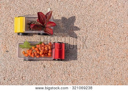 Two Toy Cars Trucks Brought Autumn With Them. In The Back Are Red Leaves And Rowan Berries. Copy Spa
