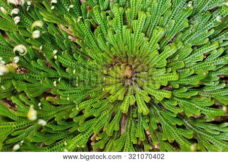 False Rose Of Jericho Plant, Selaginella Lepidophylla.
