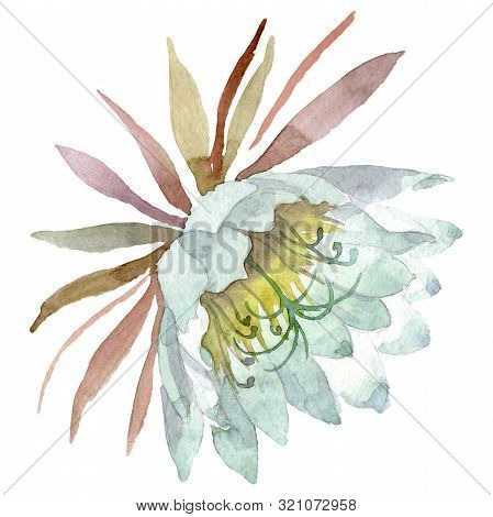 Epiphilum Oxypetalum Floral Botanical Flower. Watercolor Background Set. Isolated Cactus Illustratio