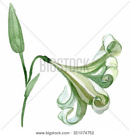 Lilium Floral Botanical Flower. Watercolor Background Illustration Set. Isolated Lilium Illustration