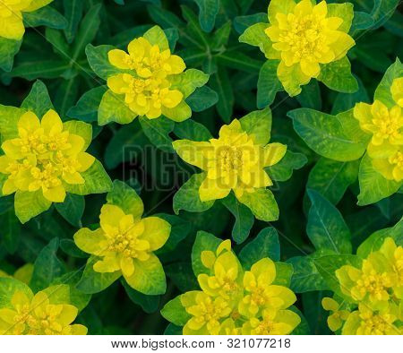 Bright Yellow Flowers Texture. Flower Background, Ornament. Euphorbia Epithymoides Or Cushion Spurge