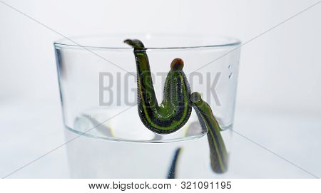 Hirudotherapy Medical Image Photo Free Trial Bigstock