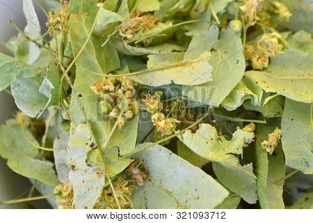 Traditional Herbal Remedy (linden Flower Tea), Close Up Texture Background
