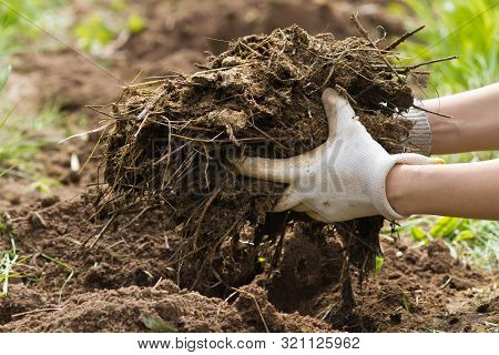 The Hands Of The Farmer Put Manure On The Bed