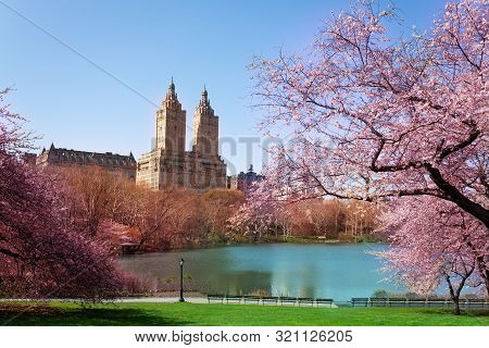 Blooming Kwanzan Cherry Trees In Ny Central Park