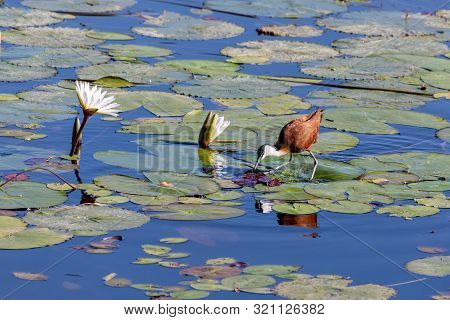 Bird African Jacana, Actophilornis Africanus, Walks Among Water Hyacinth Leaves And Waterlliy Flower
