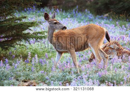 A Deer Explores Among The Wildflowers At Lassen Volcanic National Park, California