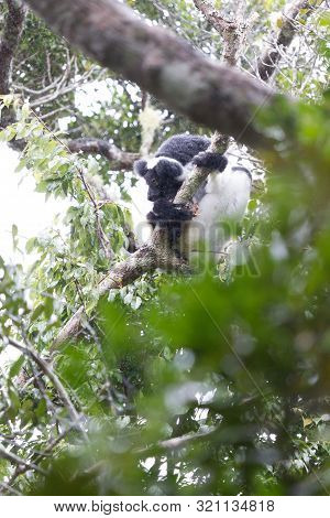 Indri, The Biggest Lemur Of The World