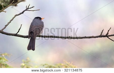 Madagascar Bulbul (hypsipetes Madagascariensis), Rain